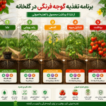 برنامه کوددهی گوجه فرنگی گلخانه‌ای از نشا تا برداشت