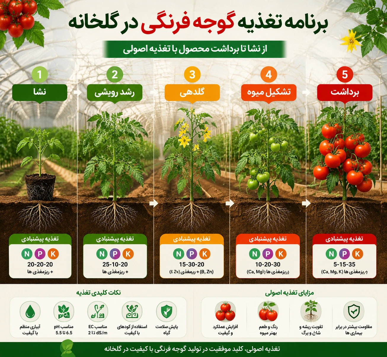 برنامه کوددهی گوجه فرنگی گلخانه‌ای از نشا تا برداشت